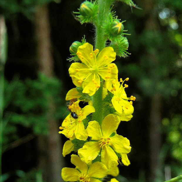 Bachblüten und Homöopathie für Tiere