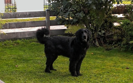 Balu