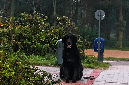 Balu