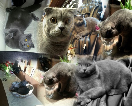 Sid