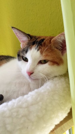 Frieda