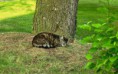 /album/meine-felle-eure-seite/dsci0114-jpg/