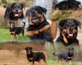 /album/meine-felle-eure-seite/samba-collage-3-jpg/