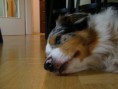 /album/meine-felle-eure-seite/dsc05393-klein-jpg/