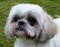 /album/meine-felle-eure-seite/balou-1-jpg/