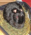 /album/meine-felle-eure-seite/bonny-kaninchen-1-jpg/