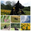/album/barli/a20180629-131548-collage-jpg/